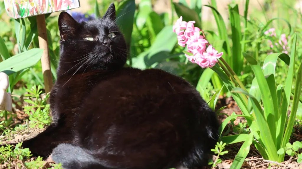 Katzen