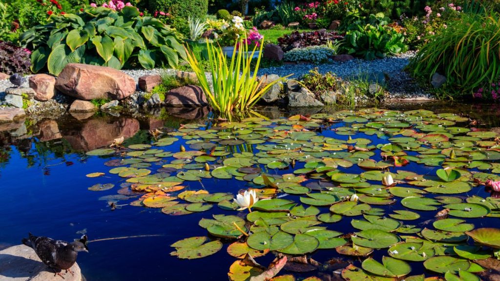 5. Mythos: Der Gartenteich muss frei von Algen sein