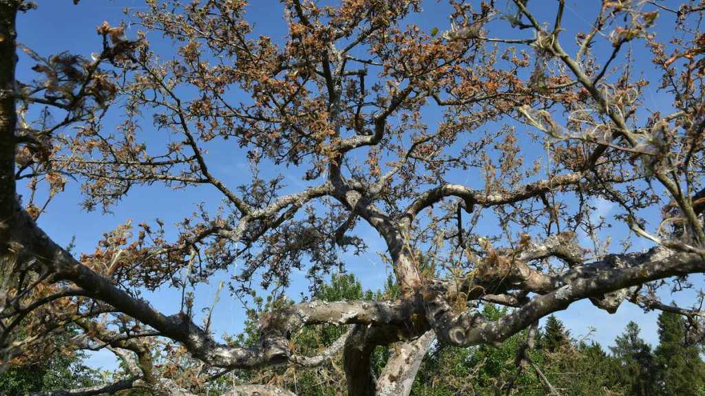 Kahl gefressener Apfelbaum. Befall durch Gespinstmotte.