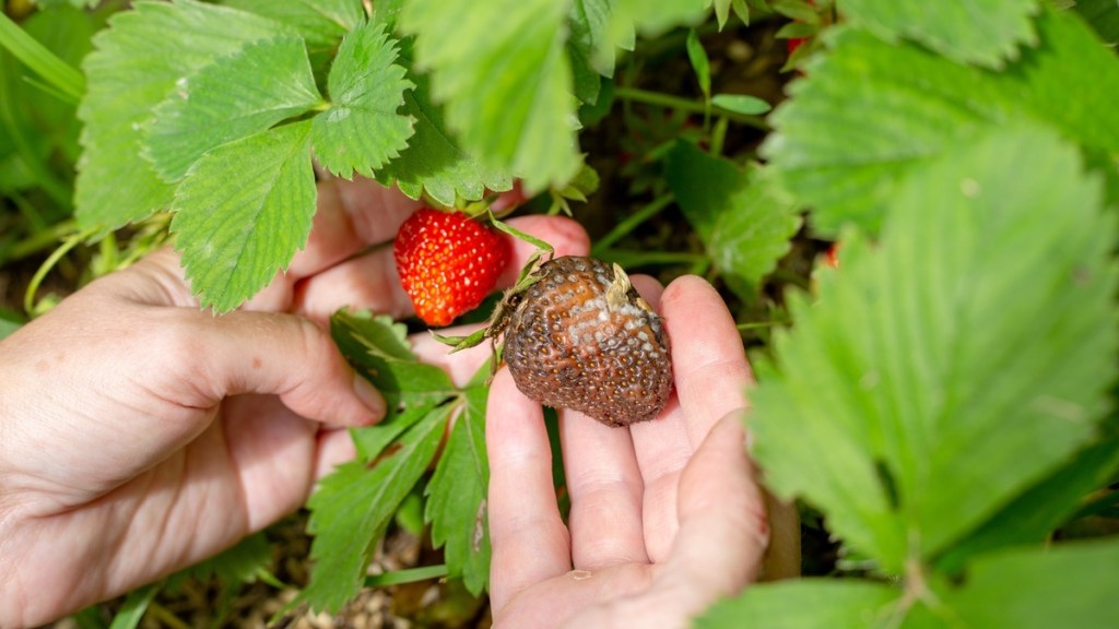 Eine Hand hält eine gesunde Erdbeere und die andere Hand hält eine von der Grauschimmelfäule befallene Erdbeere.
