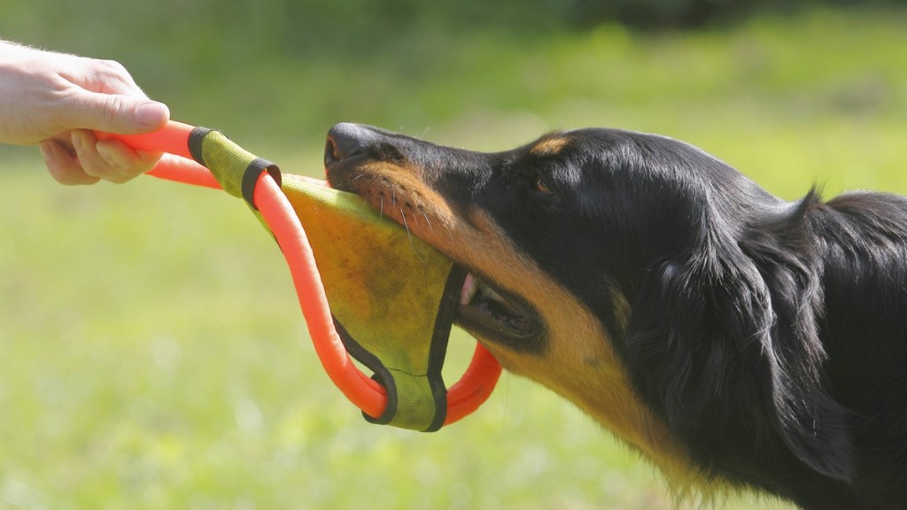 7. Hundespielzeug