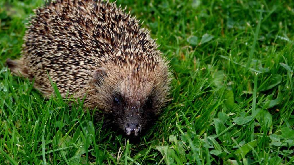 Ein Igel im Garten.