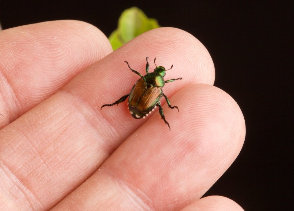 Garten: Wenn du diesen Käfer entdeckst, musst du sofort handeln