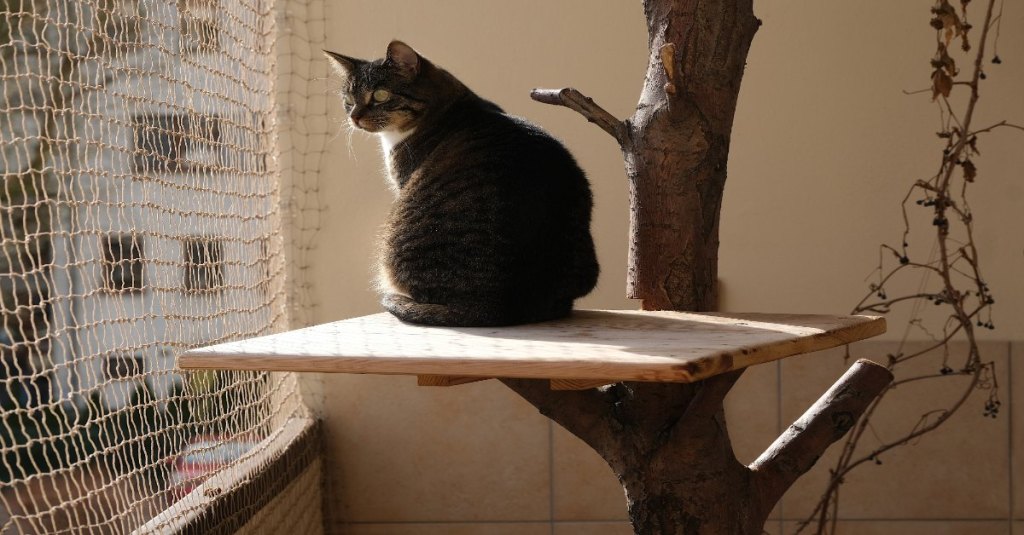 Eine Katze und ein Katzennetz auf einem Balkon.