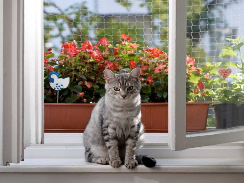 Ist ein Katzennetz auf dem Balkon zulässig? Alle Fakten im Überblick