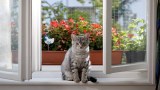 Eine Katze auf einer Fensterbank.