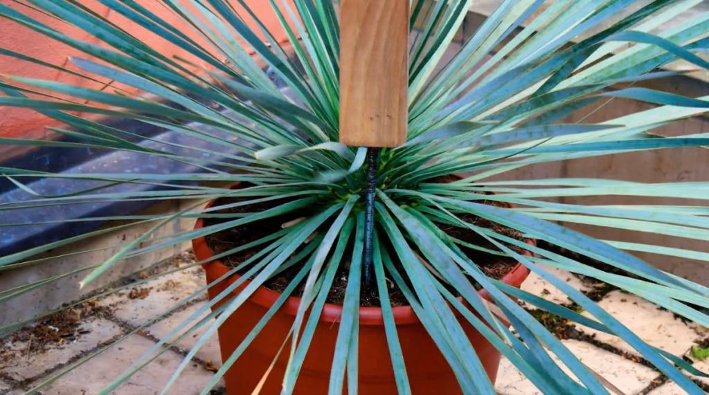 Der Fuß eines Balkontisches wird in einen Blumentopf mit einer Palme gesteckt.