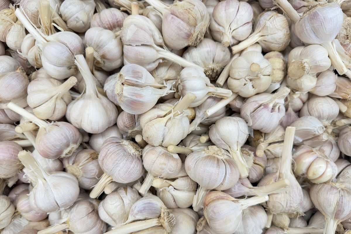 Ein Haufen Knoblauchzehen