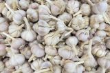 Ein Haufen Knoblauchzehen