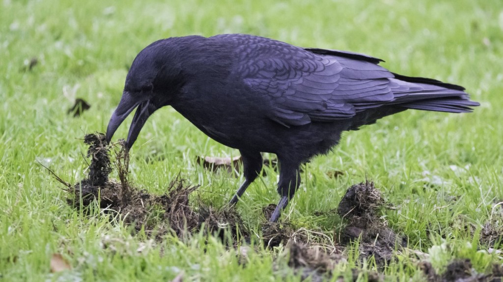 Eine Krähe auf Futtersuche im Rasen.