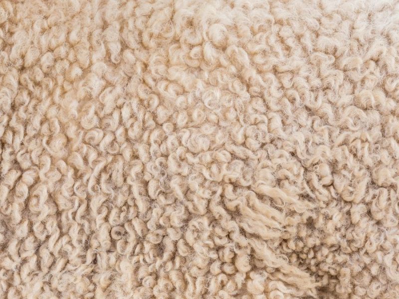 Lammfell waschen: Mit diesen Tricks bleibt es fest und flauschig