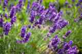Lavendel blüht im Gras.