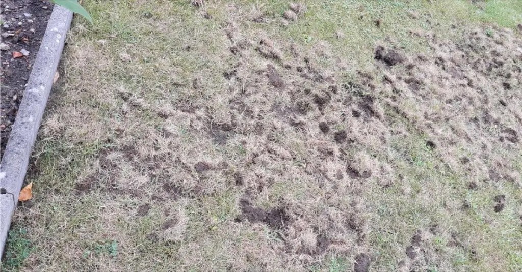 Wildschweine