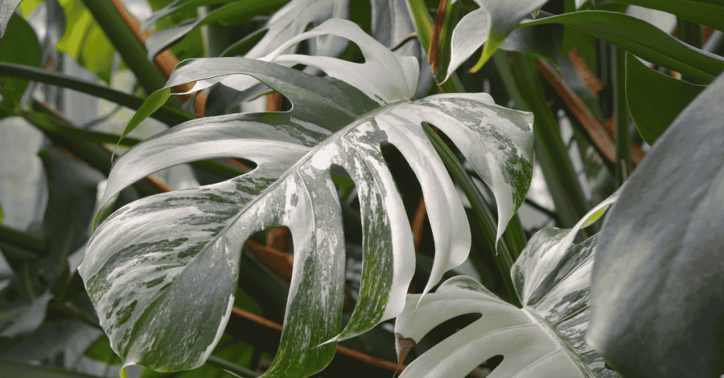 Monstera variegata Panaschierung