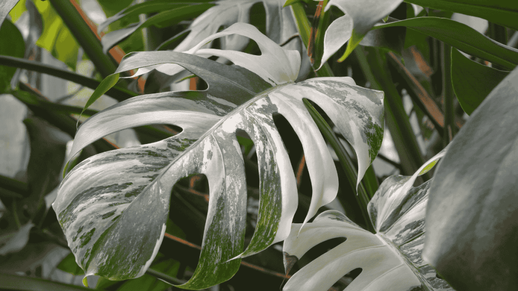 Monstera variegata Panaschierung