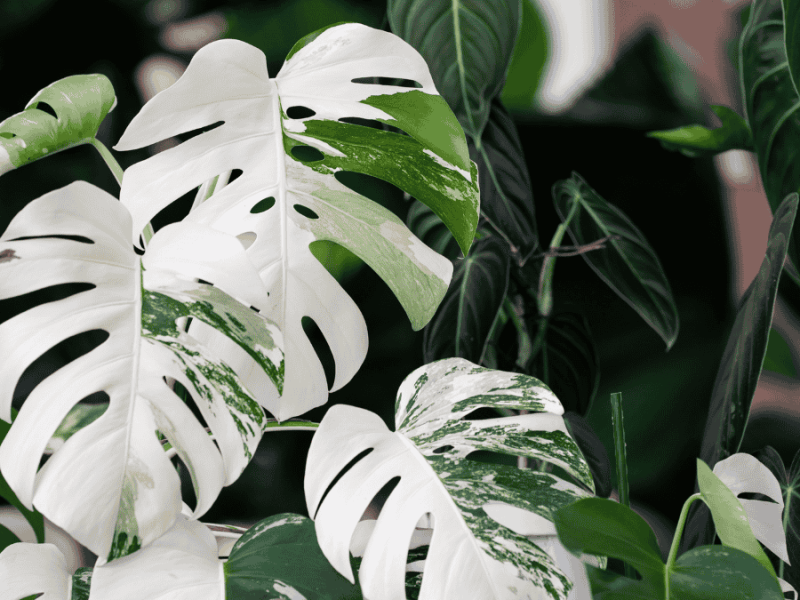 Monstera variegata Panaschierung
