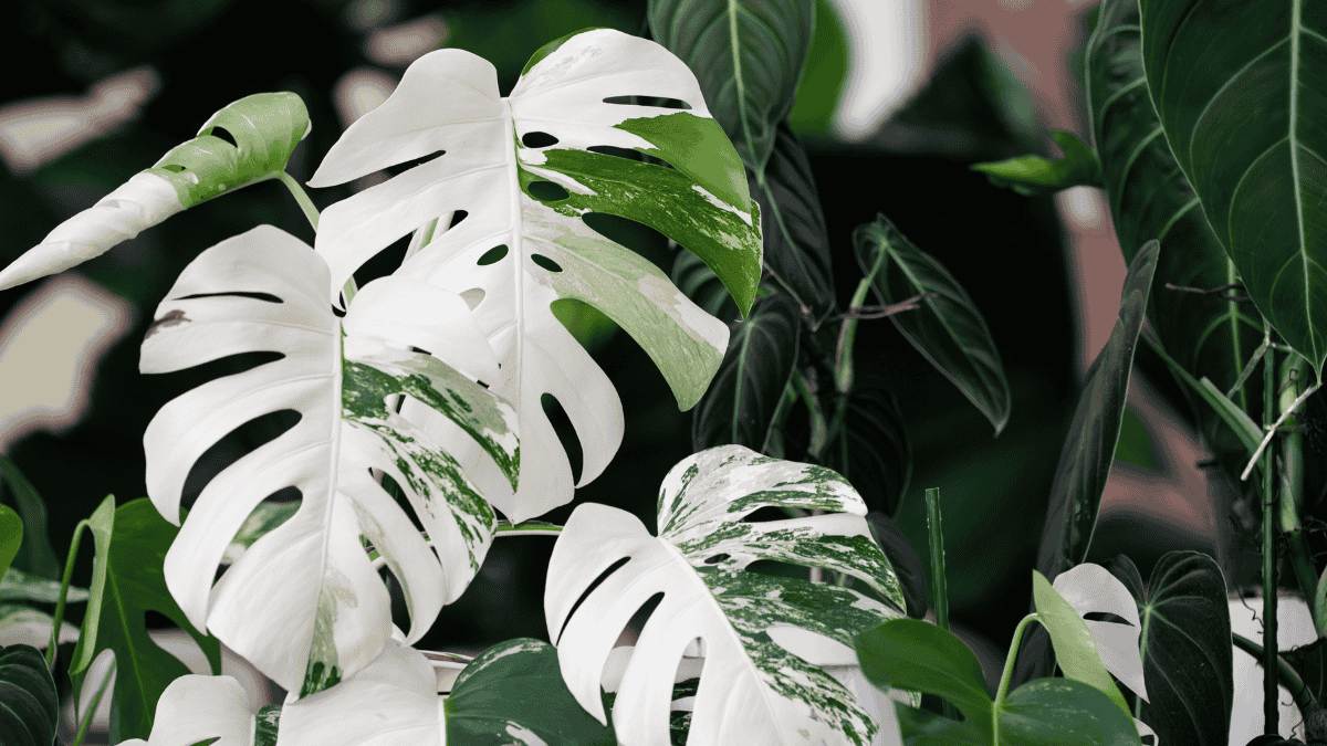 Monstera variegata Panaschierung