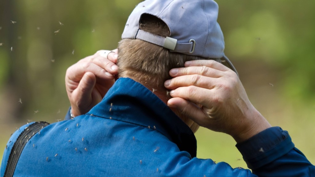 Mann wird von unzähligen Mücken im Wald attackiert.