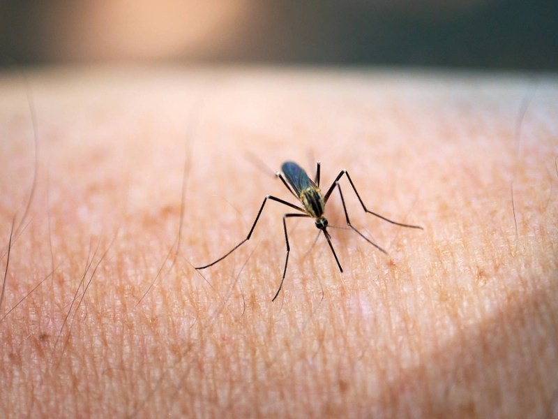 Mücke auf einem Arm. Droht in diesem Sommer eine Mückenplage?