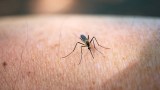 Mücke auf einem Arm. Droht in diesem Sommer eine Mückenplage?