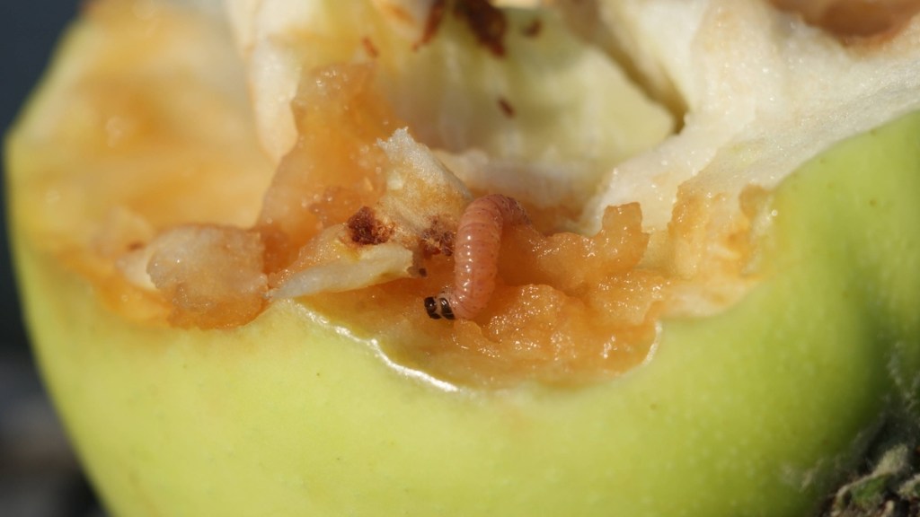 Obstmade in einem Apfel.