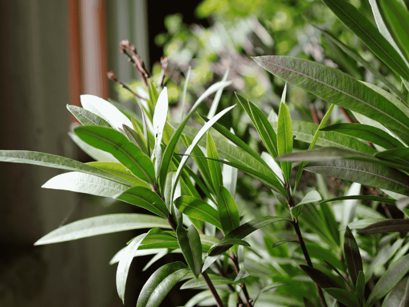Oleander als Zimmerpflanze halten