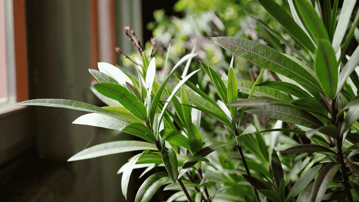 Oleander als Zimmerpflanze halten