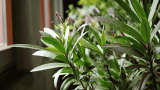 Oleander als Zimmerpflanze halten