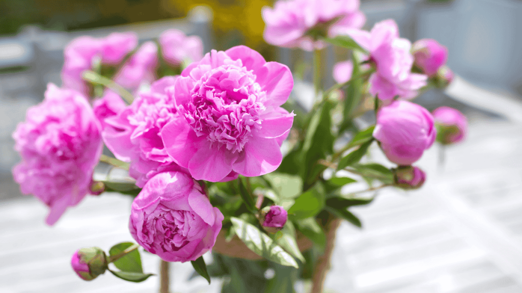 Pfingstrose geht nicht auf: Dieser Trick sorgt für eine prachtvolle Blüte
