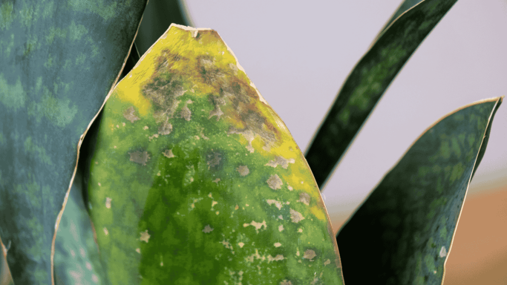 Pflanze übergossen, was tun? Sanseveria mit gelben Blattspitzen