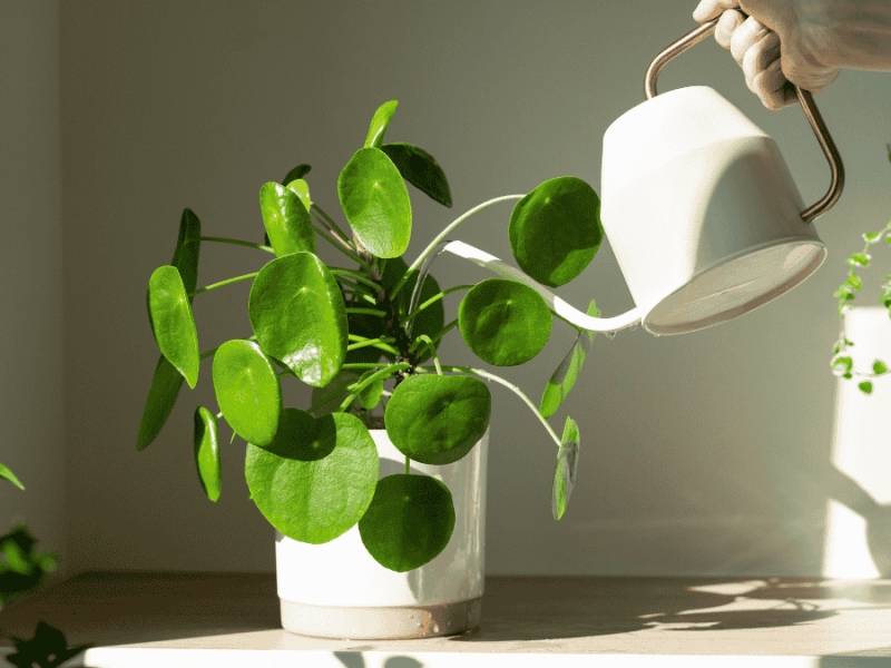 Pflanze übergossen, was tun? Pilea in weißem Topf wird gegossen