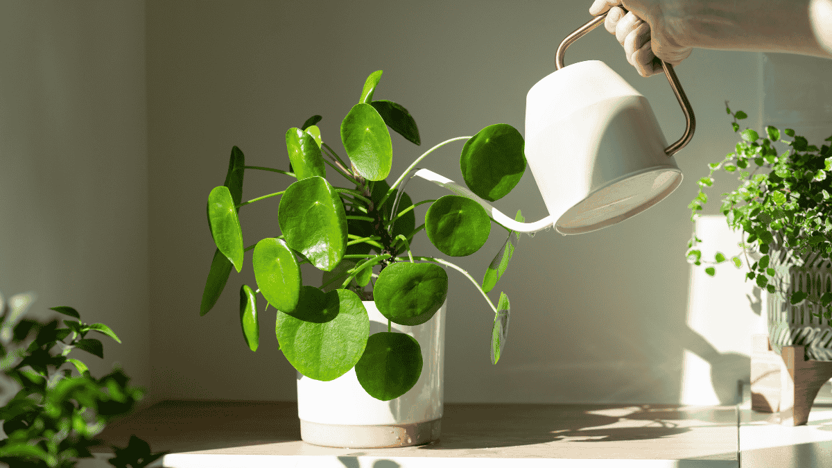 Pflanze übergossen, was tun? Pilea in weißem Topf wird gegossen