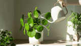 Pflanze übergossen, was tun? Pilea in weißem Topf wird gegossen