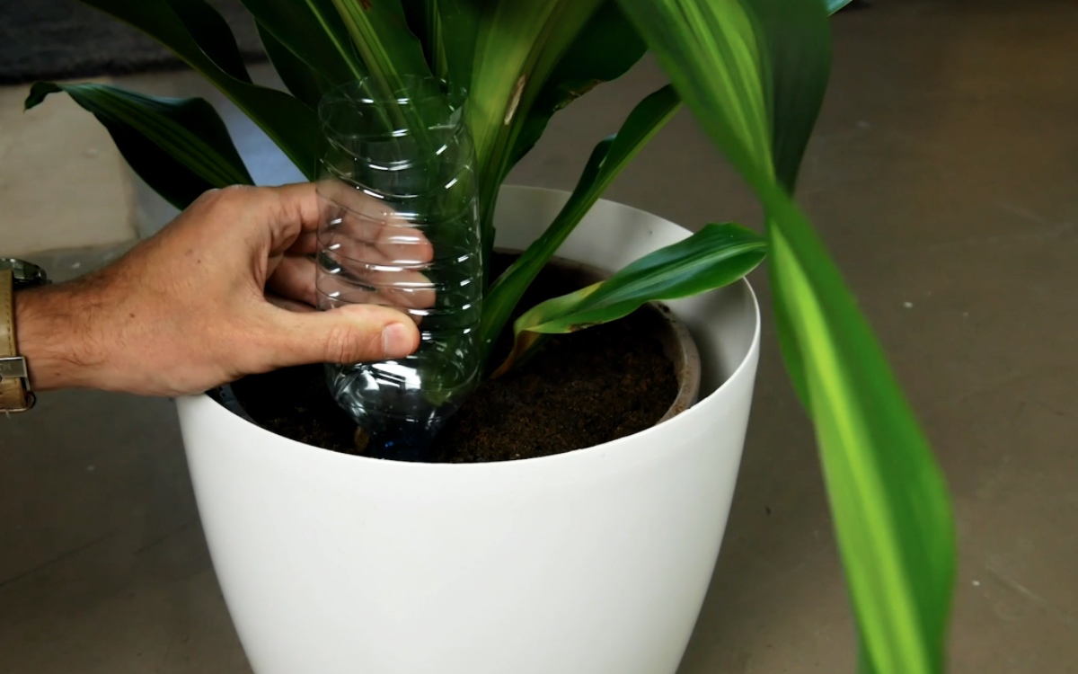 Pflanzen werden mit einer Plastikflasche bewässert.