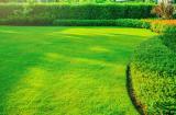 Beispiel-Bild für richtige Rasenpflege zeigt einen leuchtend grünen, gepflegten Rasen in einem Garten.