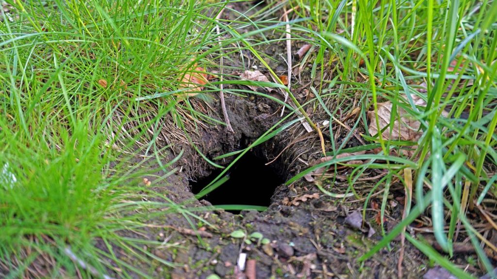 Loch einer Ratte im Garten.