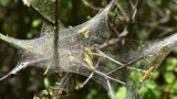Gespinstmotte befällt einen Apfelbaum. Die gefräßigen Raupen richten großen Schaden an.