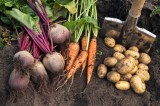 Frisch geerntete Rote Beete, Karotten und Kartoffeln.