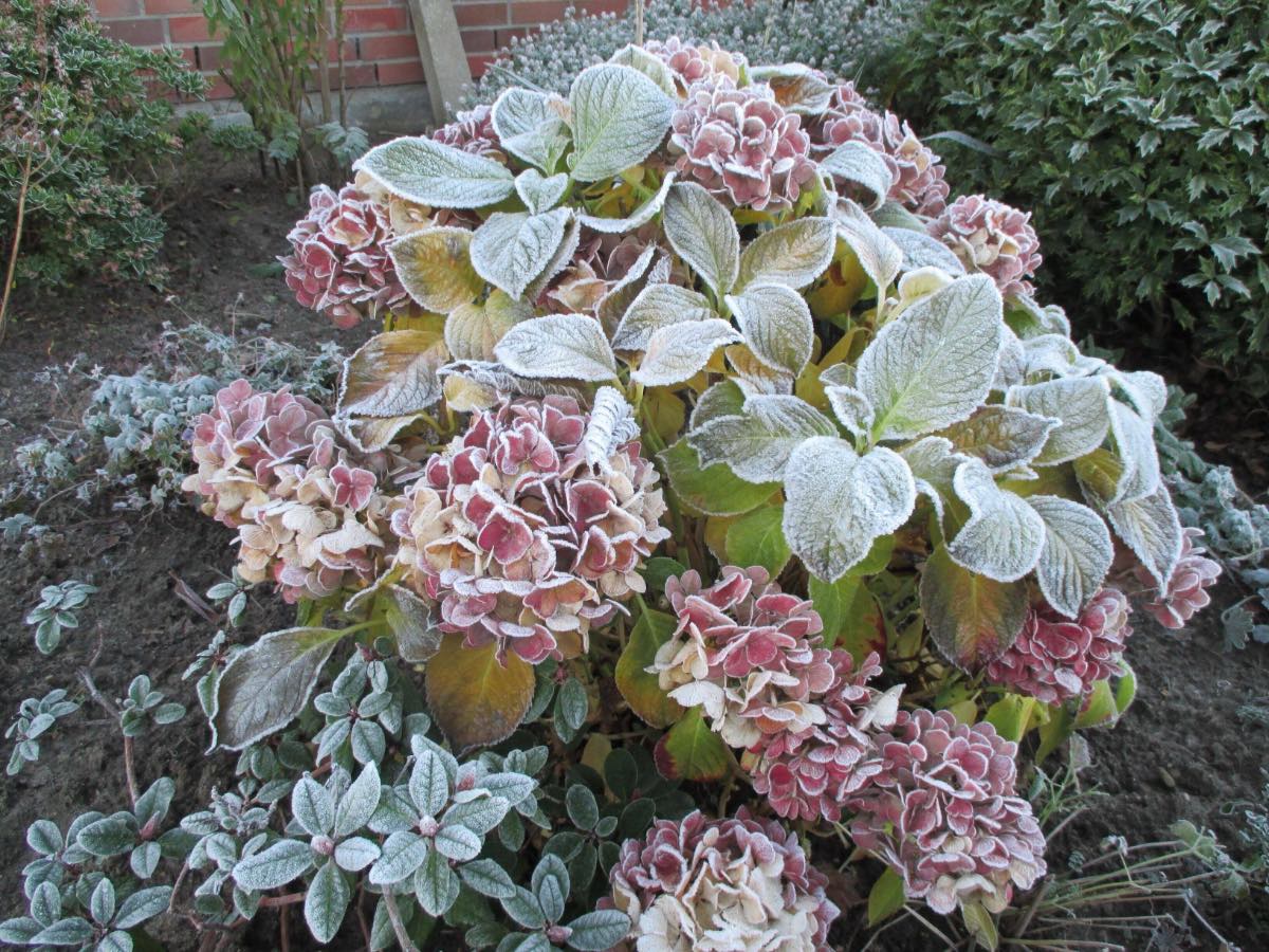 Durch Spätfrost gefrorene Hortensien-Blüten.