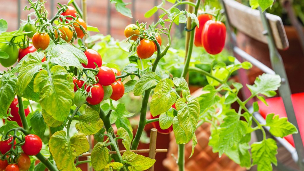 Die Tomatenpflanzen stehen zu sonnig
