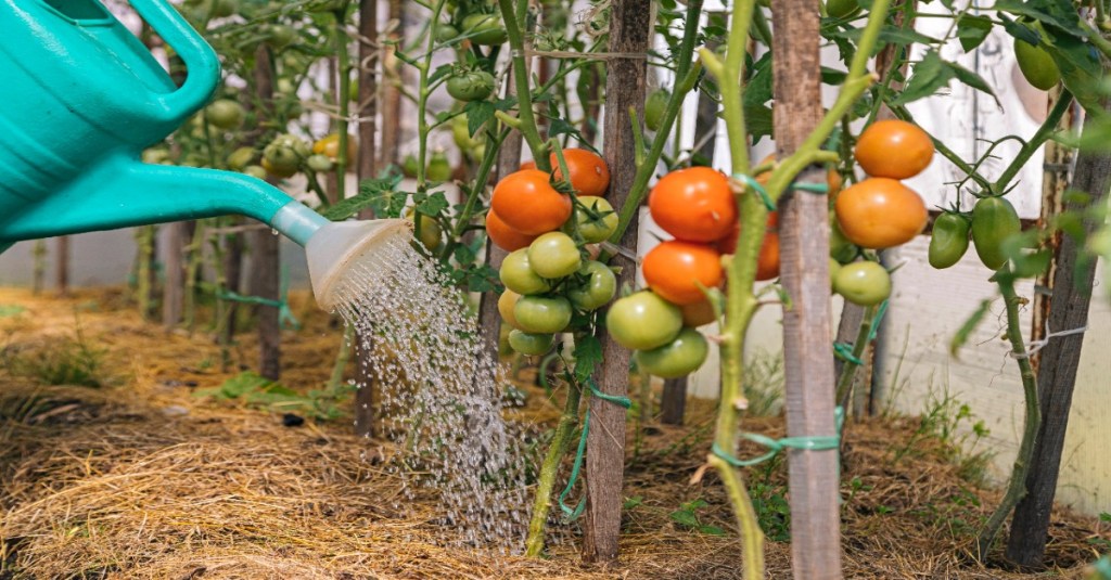 Tomaten werden gegossen im Garten.