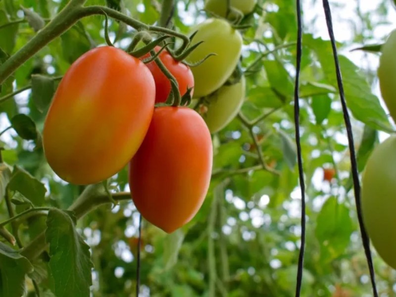 Tomatenpflanzen: Diese 10 Fehler beim Anbau macht fast jeder