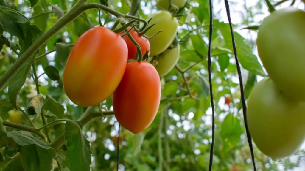 Tomatenpflanzen: Diese 10 Fehler beim Anbau macht fast jeder