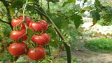 Eine Tomatenpflanze in Nahaufnahme.