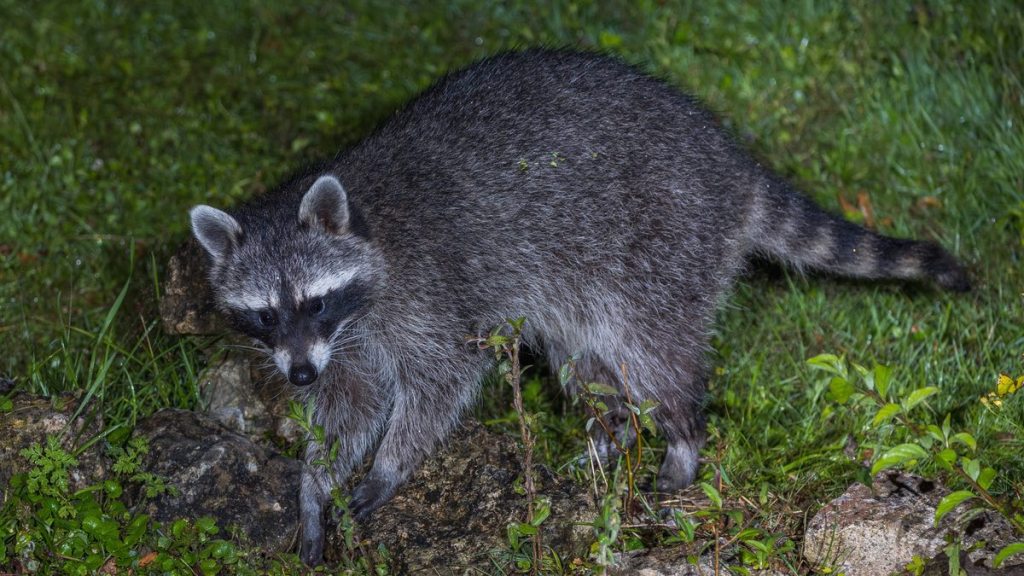 Ein Waschbär auf Futtersuche.