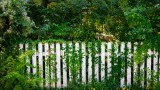 Gartenzaun der mit Pflanzen überwuchert ist