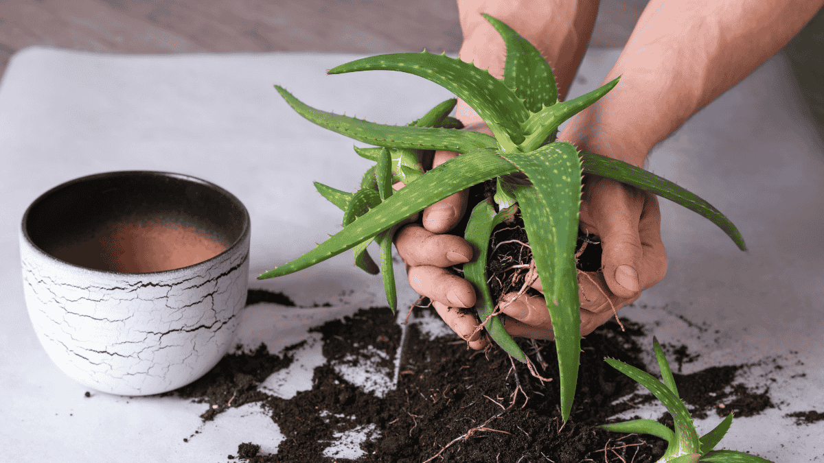 Aloe vera Pflege