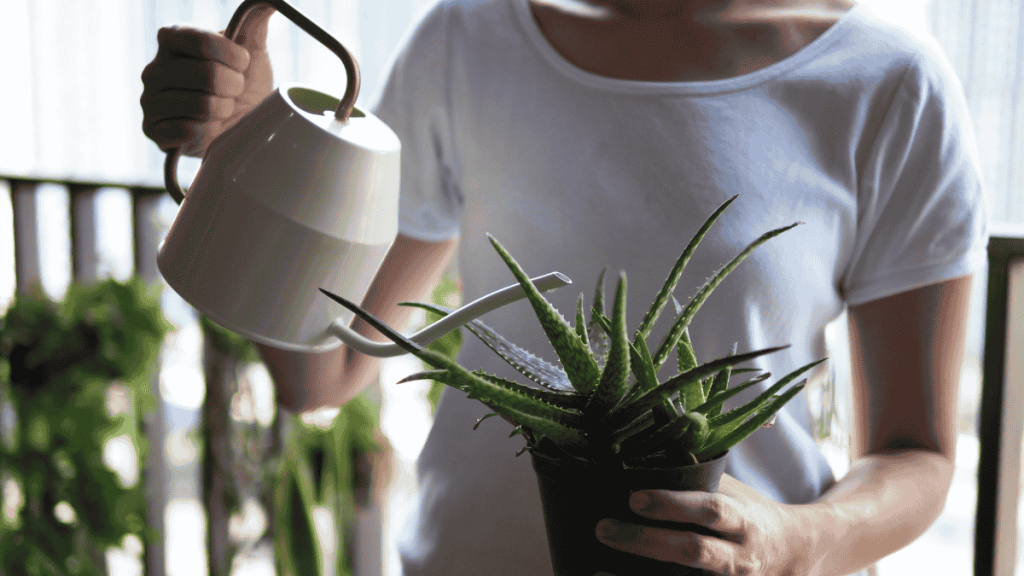 Aloe vera Pflege. Zimmerpflanze gießen