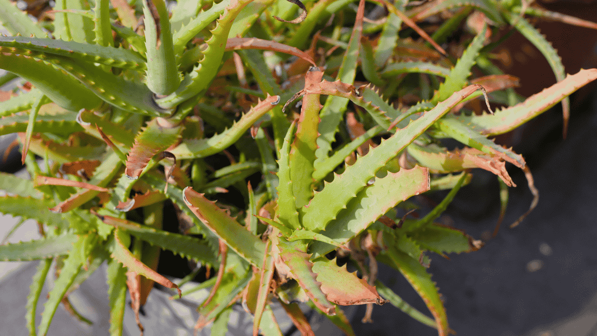Aloe Vera Standort, gelbe Spitzen