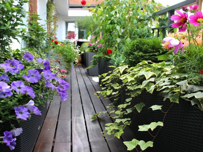 Balkon: Diese Pflanzen musst du jetzt ins Freie bringen